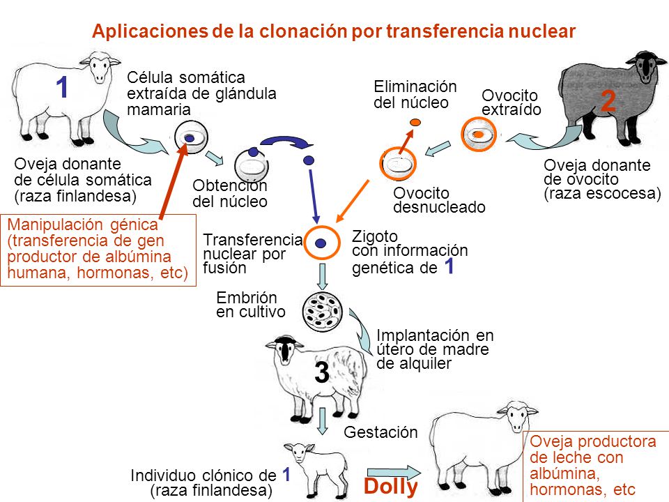 1 2 3 Dolly Aplicaciones de la clonación por transferencia nuclear