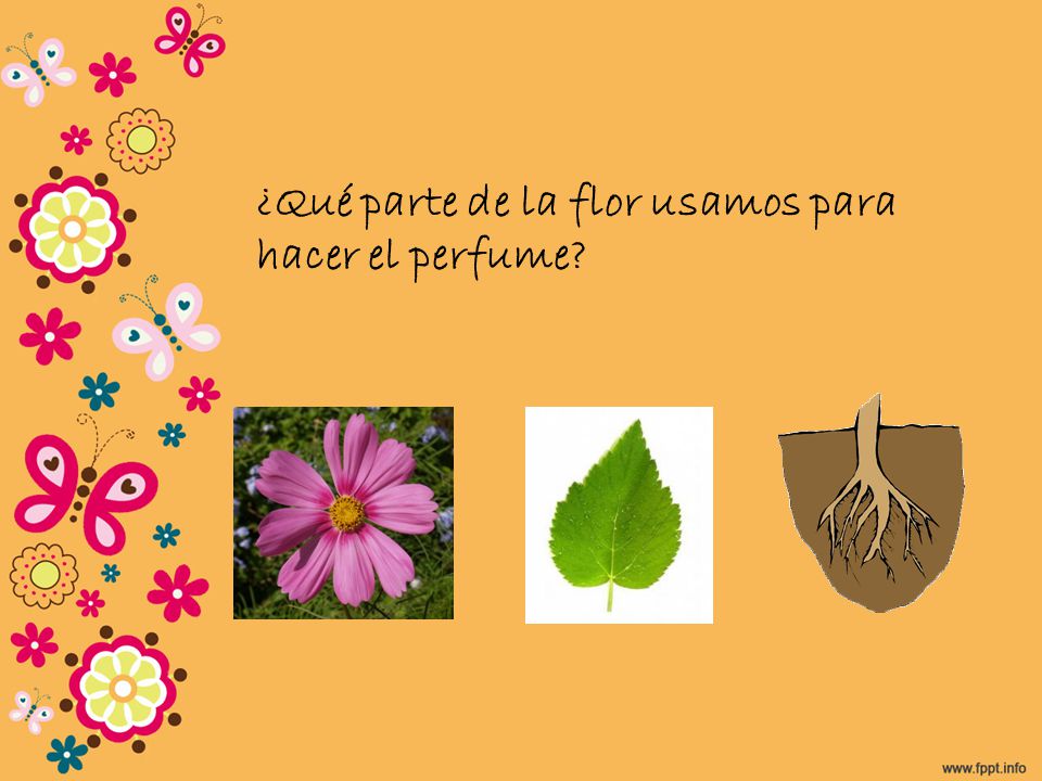 ¿Qué parte de la flor usamos para hacer el perfume
