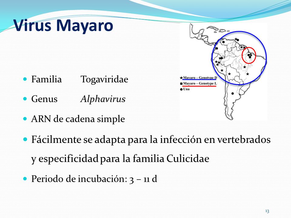 Virus Mayaro Familia Togaviridae. Genus Alphavirus. ARN de cadena simple.