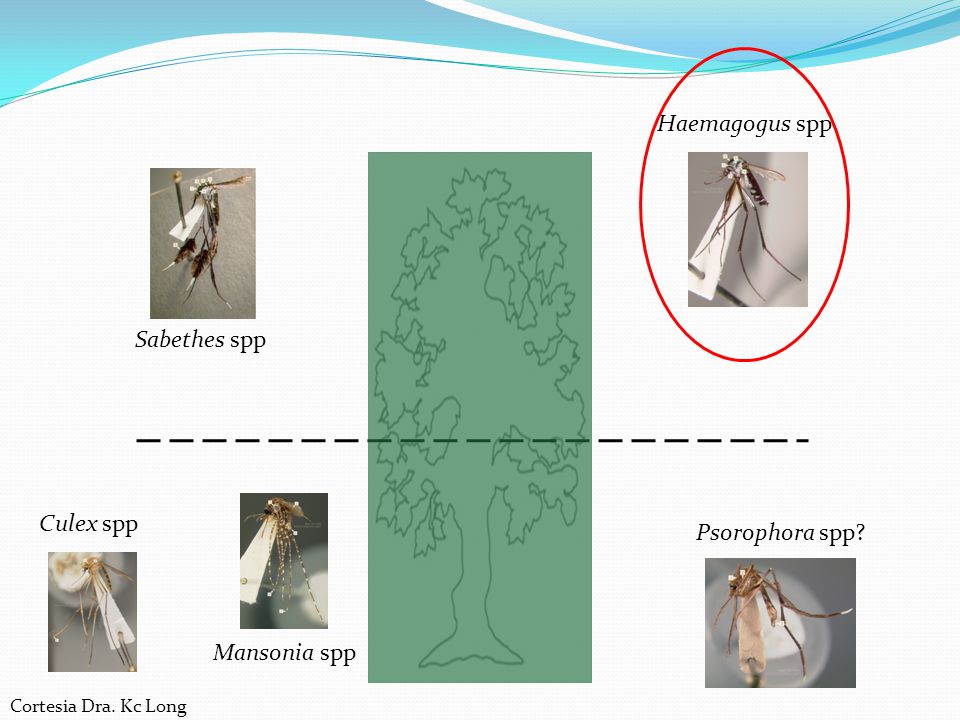 Haemagogus spp Sabethes spp Culex spp Psorophora spp Mansonia spp