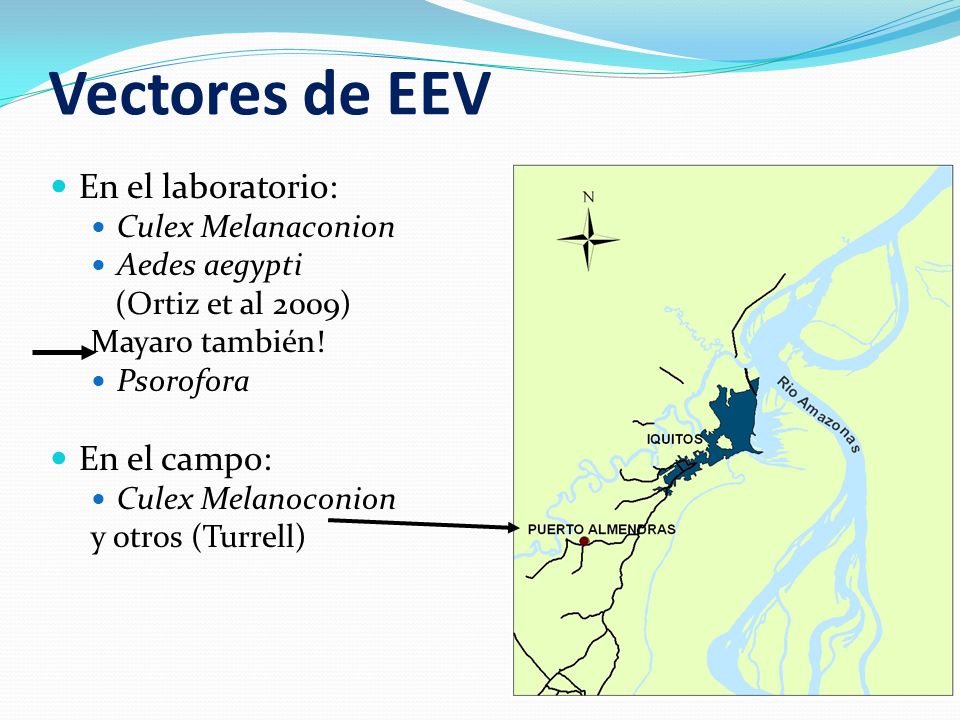 Vectores de EEV En el laboratorio: En el campo: Culex Melanaconion
