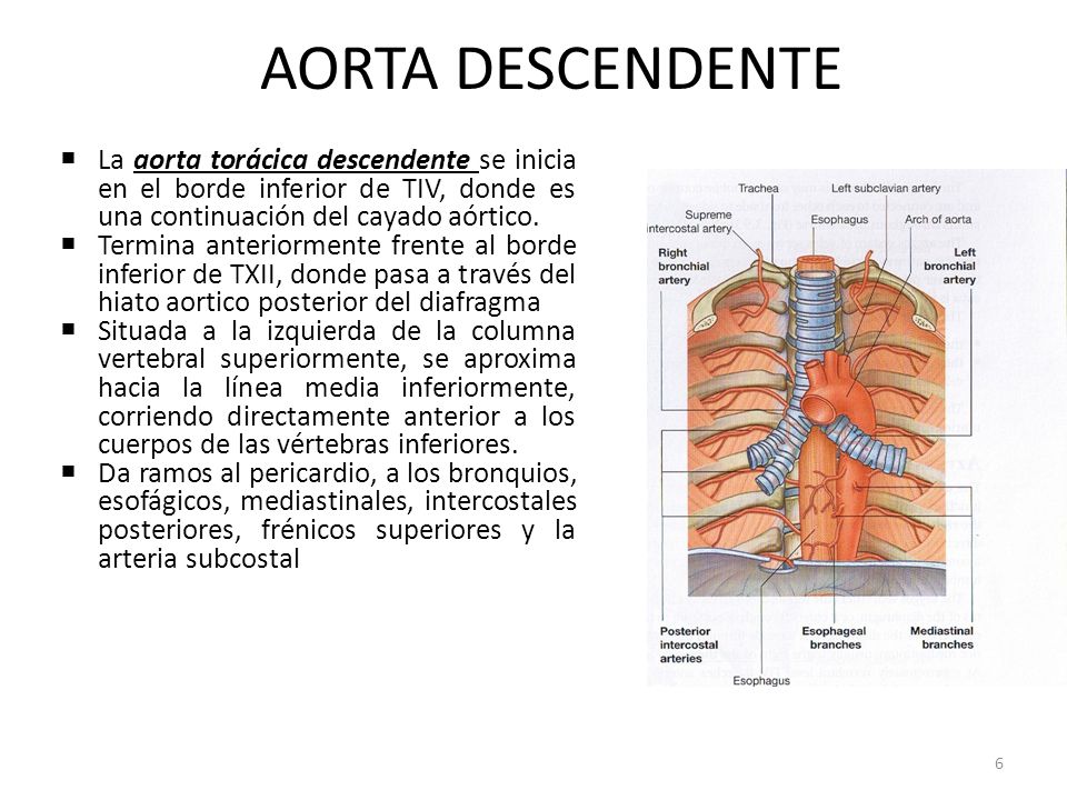 AORTA DESCENDENTE La aorta torácica descendente se inicia en el borde inferior de TIV, donde es una continuación del cayado aórtico.