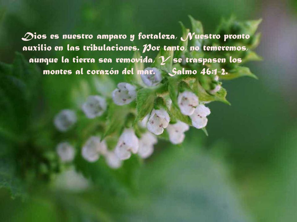 Dios es nuestro amparo y fortaleza, Nuestro pronto auxilio en las tribulaciones.