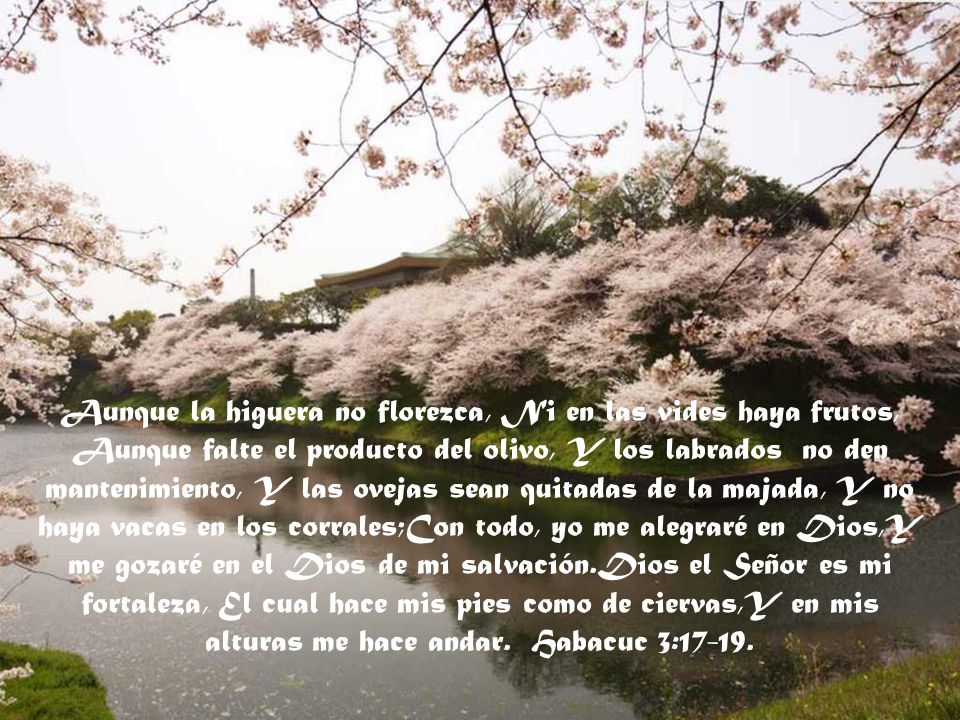 Aunque la higuera no florezca, Ni en las vides haya frutos, Aunque falte el producto del olivo, Y los labrados no den mantenimiento, Y las ovejas sean quitadas de la majada, Y no haya vacas en los corrales;Con todo, yo me alegraré en Dios,Y me gozaré en el Dios de mi salvación.Dios el Señor es mi fortaleza, El cual hace mis pies como de ciervas,Y en mis alturas me hace andar.
