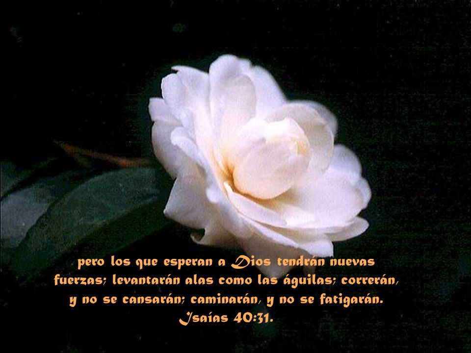 pero los que esperan a Dios tendrán nuevas fuerzas; levantarán alas como las águilas; correrán, y no se cansarán; caminarán, y no se fatigarán.