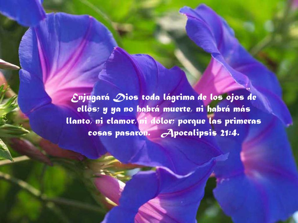Enjugará Dios toda lágrima de los ojos de ellos; y ya no habrá muerte, ni habrá más llanto, ni clamor, ni dolor; porque las primeras cosas pasaron.