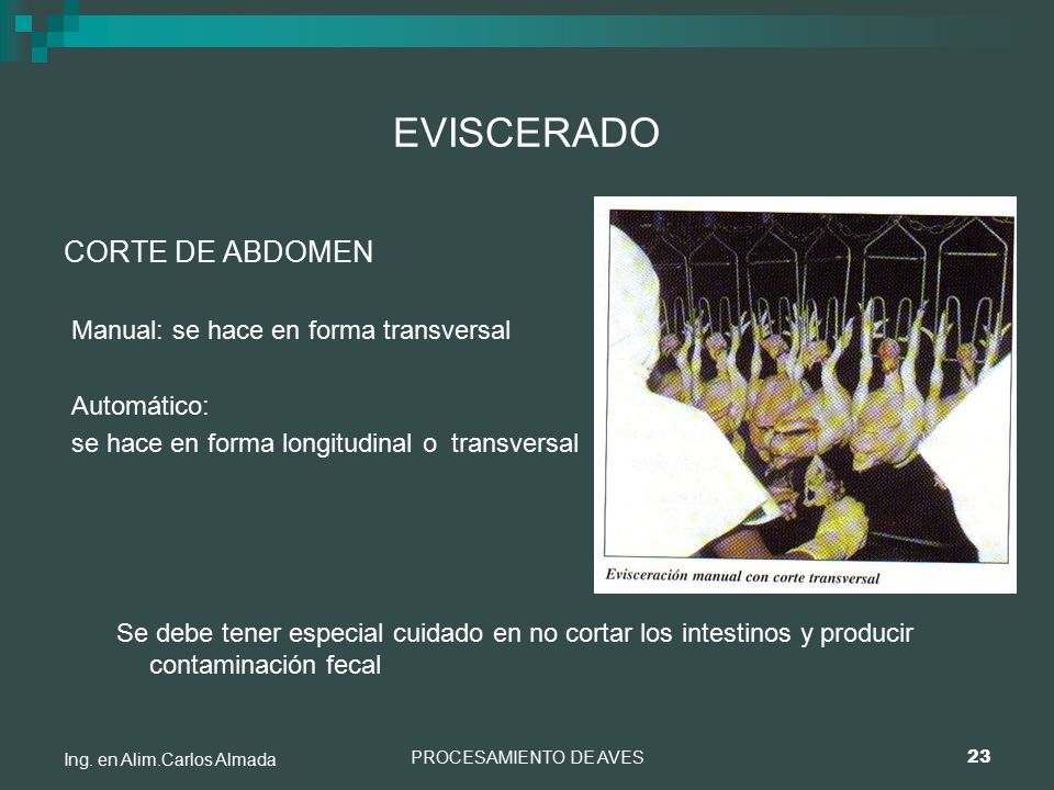 EVISCERADO CORTE DE ABDOMEN Manual: se hace en forma transversal
