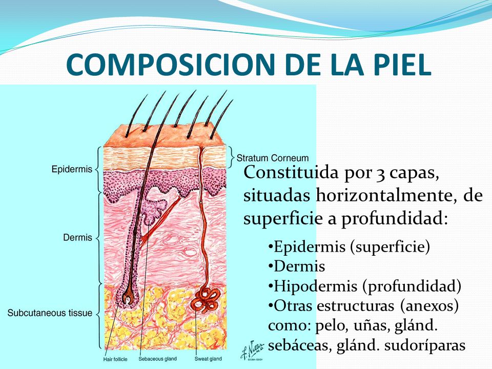 COMPOSICION DE LA PIEL Constituida por 3 capas, situadas horizontalmente, de superficie a profundidad: