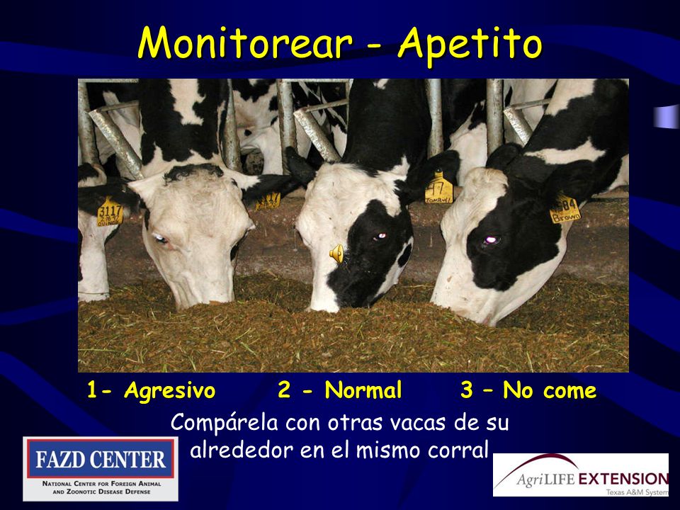 Compárela con otras vacas de su alrededor en el mismo corral