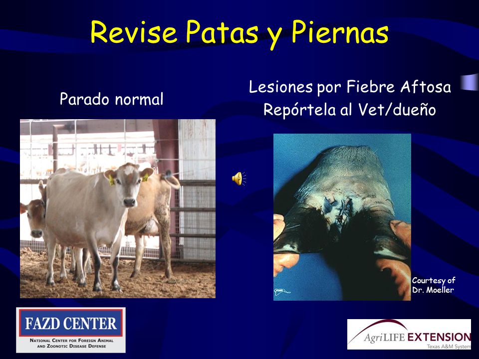 Revise Patas y Piernas Lesiones por Fiebre Aftosa Parado normal