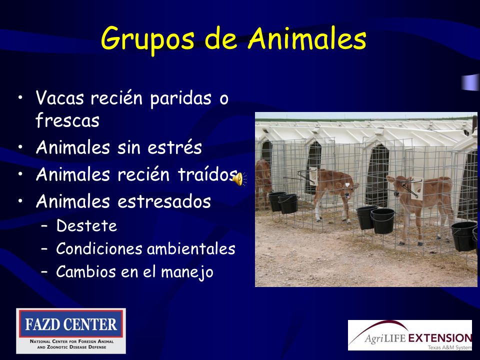 Grupos de Animales Vacas recién paridas o frescas Animales sin estrés