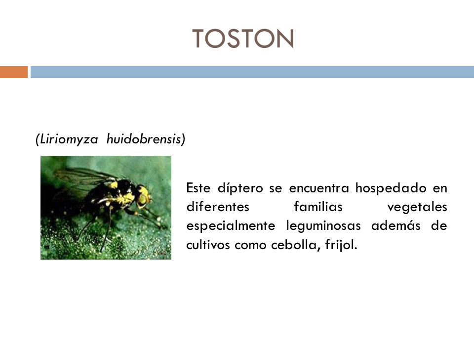 TOSTON (Liriomyza huidobrensis)