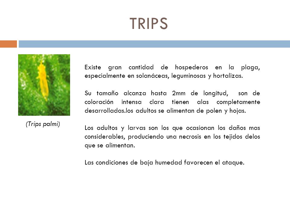 TRIPS Existe gran cantidad de hospederos en la plaga, especialmente en solanáceas, leguminosas y hortalizas.