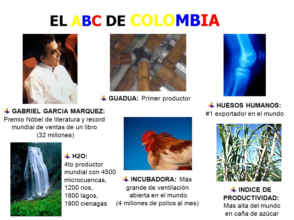 EL ABC DE COLOMBIA GUADUA: Primer productor HUESOS HUMANOS: