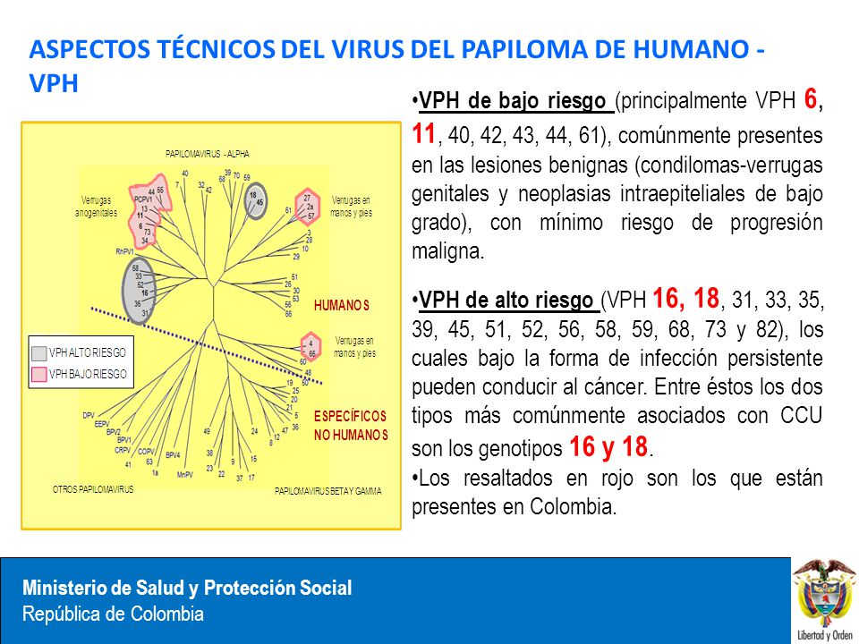 ASPECTOS TÉCNICOS DEL VIRUS DEL PAPILOMA DE HUMANO - VPH