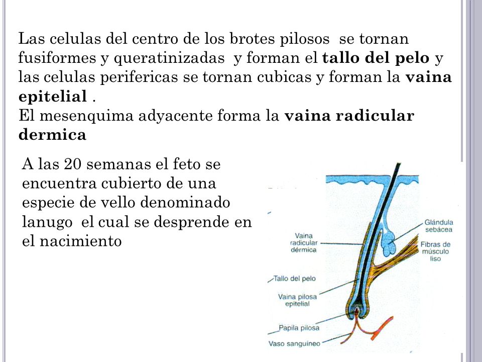 Las celulas del centro de los brotes pilosos se tornan fusiformes y queratinizadas y forman el tallo del pelo y las celulas perifericas se tornan cubicas y forman la vaina epitelial .