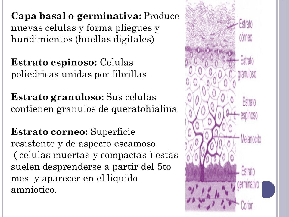 Capa basal o germinativa: Produce nuevas celulas y forma pliegues y hundimientos (huellas digitales)