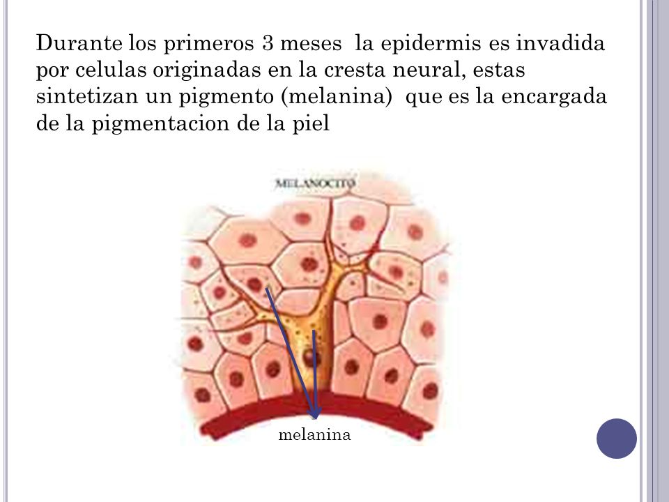 Durante los primeros 3 meses la epidermis es invadida por celulas originadas en la cresta neural, estas sintetizan un pigmento (melanina) que es la encargada de la pigmentacion de la piel