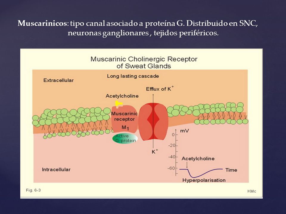 Muscarinicos: tipo canal asociado a proteína G