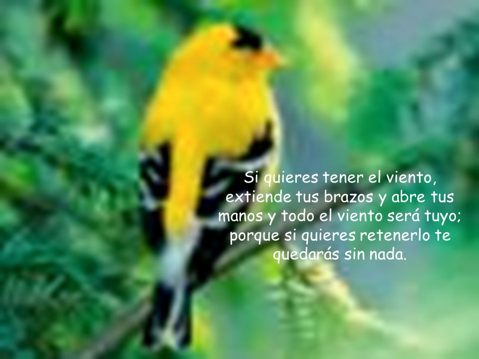 Si quieres tener el viento, extiende tus brazos y abre tus manos y todo el viento será tuyo; porque si quieres retenerlo te quedarás sin nada.