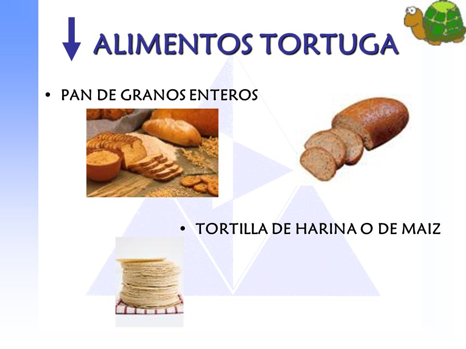 ALIMENTOS TORTUGA PAN DE GRANOS ENTEROS TORTILLA DE HARINA O DE MAIZ