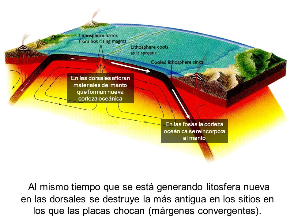 En las fosas la corteza oceánica se reincorpora al manto