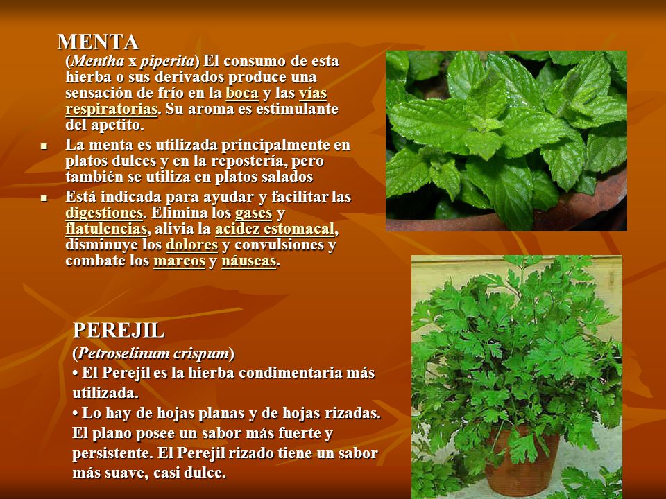 MENTA (Mentha x piperita) El consumo de esta hierba o sus derivados produce una sensación de frío en la boca y las vías respiratorias. Su aroma es estimulante del apetito.