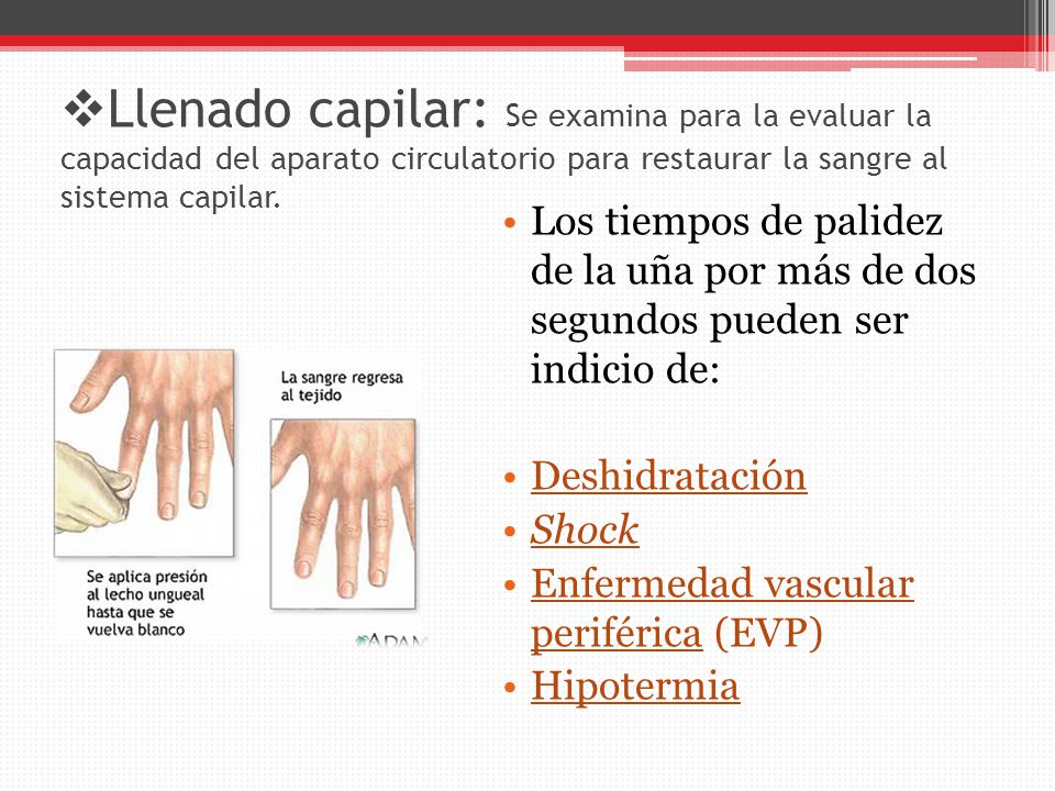 Llenado capilar: Se examina para la evaluar la capacidad del aparato circulatorio para restaurar la sangre al sistema capilar.