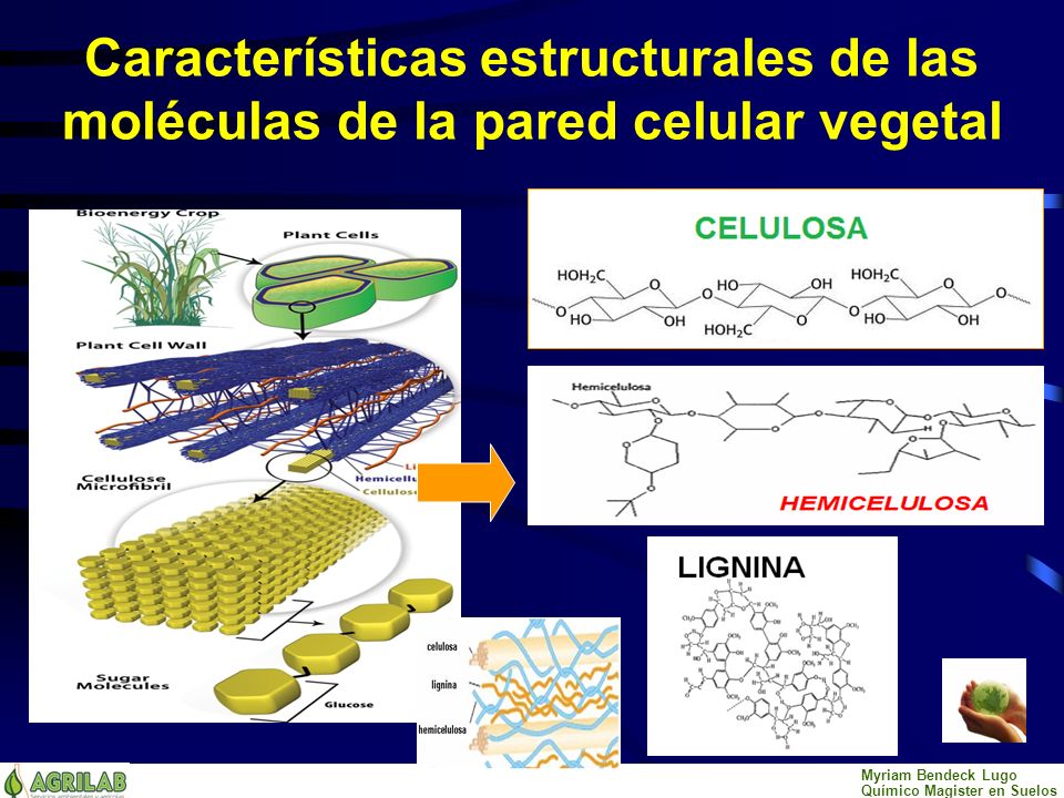 Características estructurales de las moléculas de la pared celular vegetal