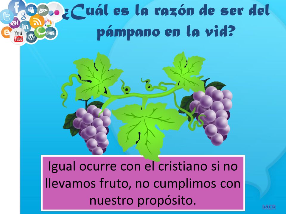 ¿Cuál es la razón de ser del pámpano en la vid