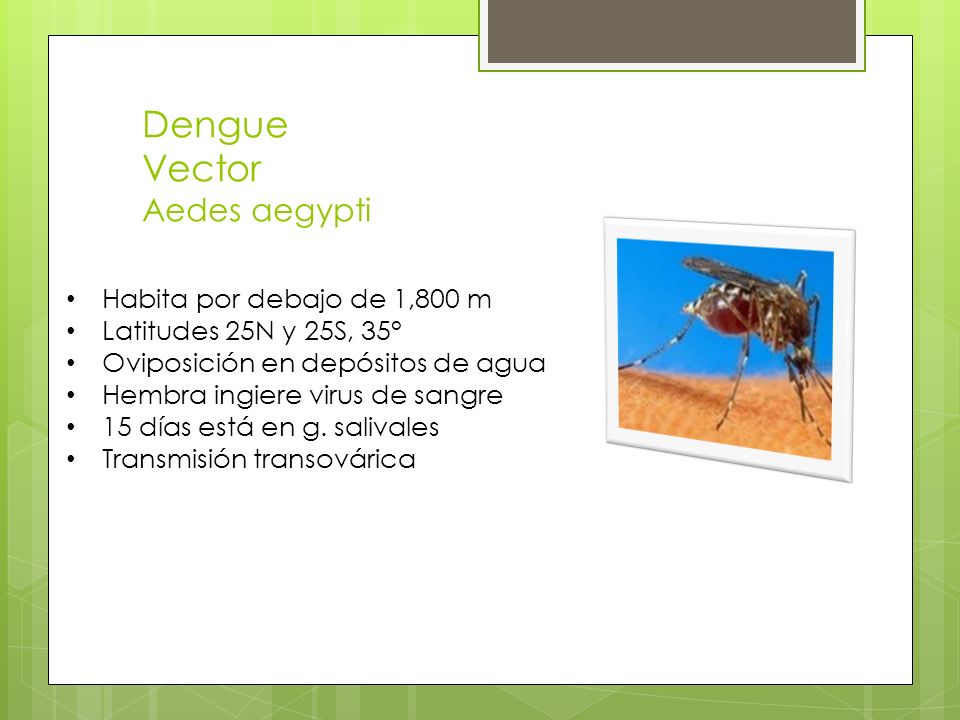Dengue Vector Aedes aegypti Habita por debajo de 1,800 m