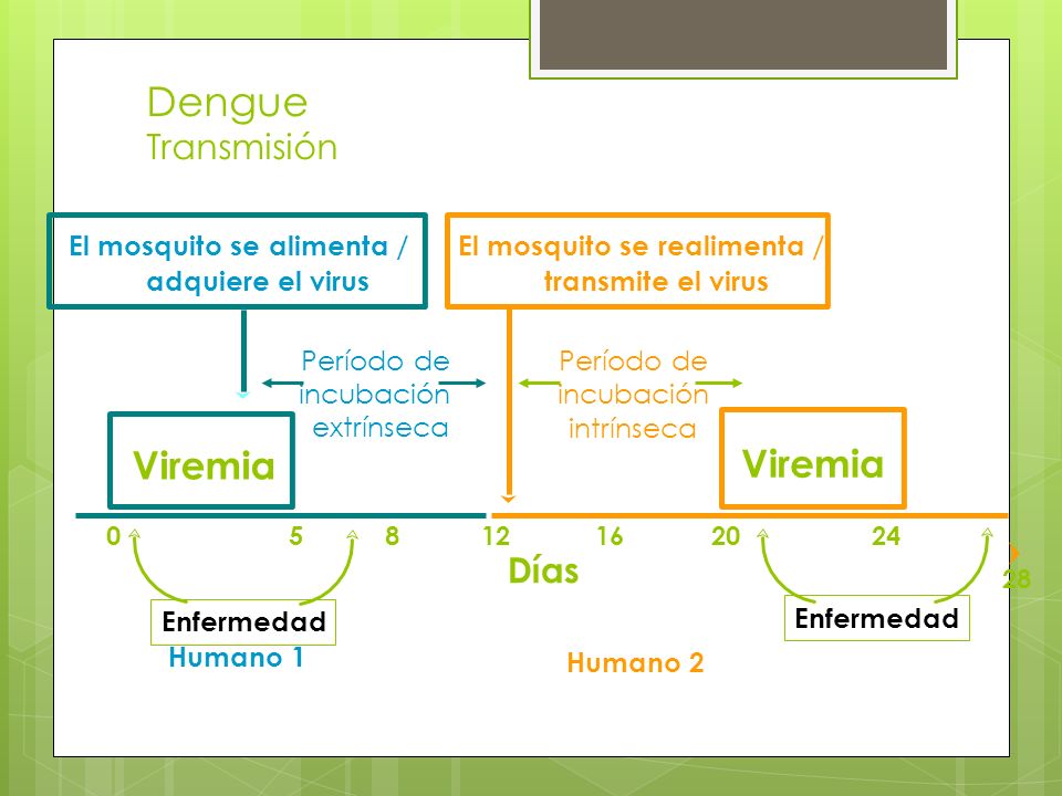 Viremia Viremia Dengue Transmisión Días El mosquito se alimenta /