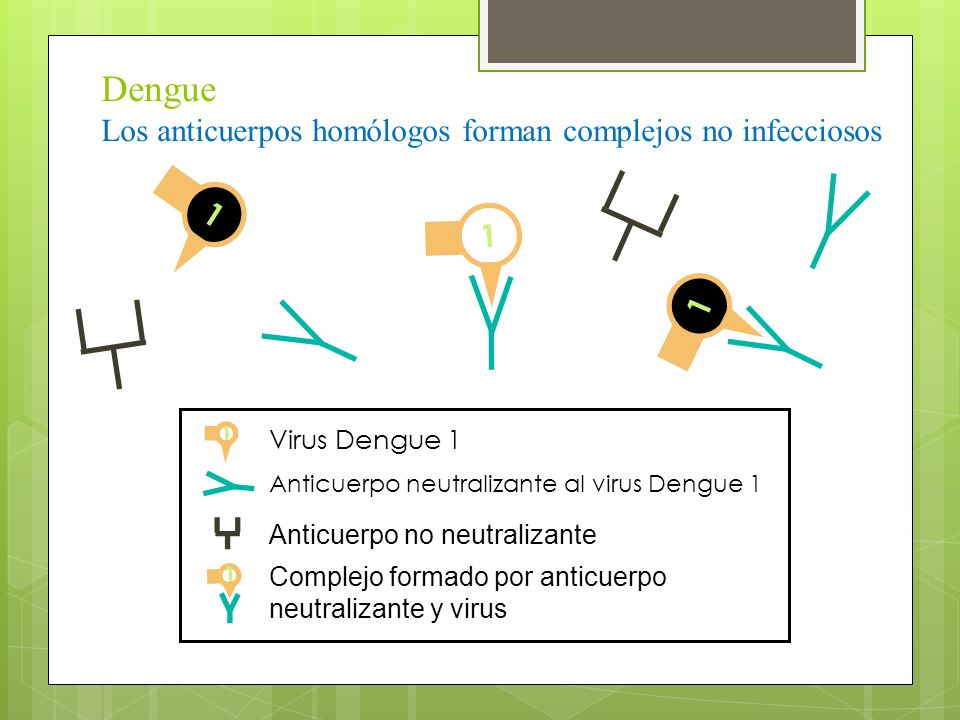 Dengue Los anticuerpos homólogos forman complejos no infecciosos 1