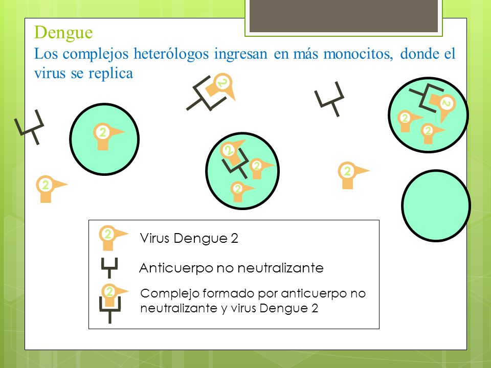 Dengue Los complejos heterólogos ingresan en más monocitos, donde el virus se replica. 2. Anticuerpo no neutralizante.