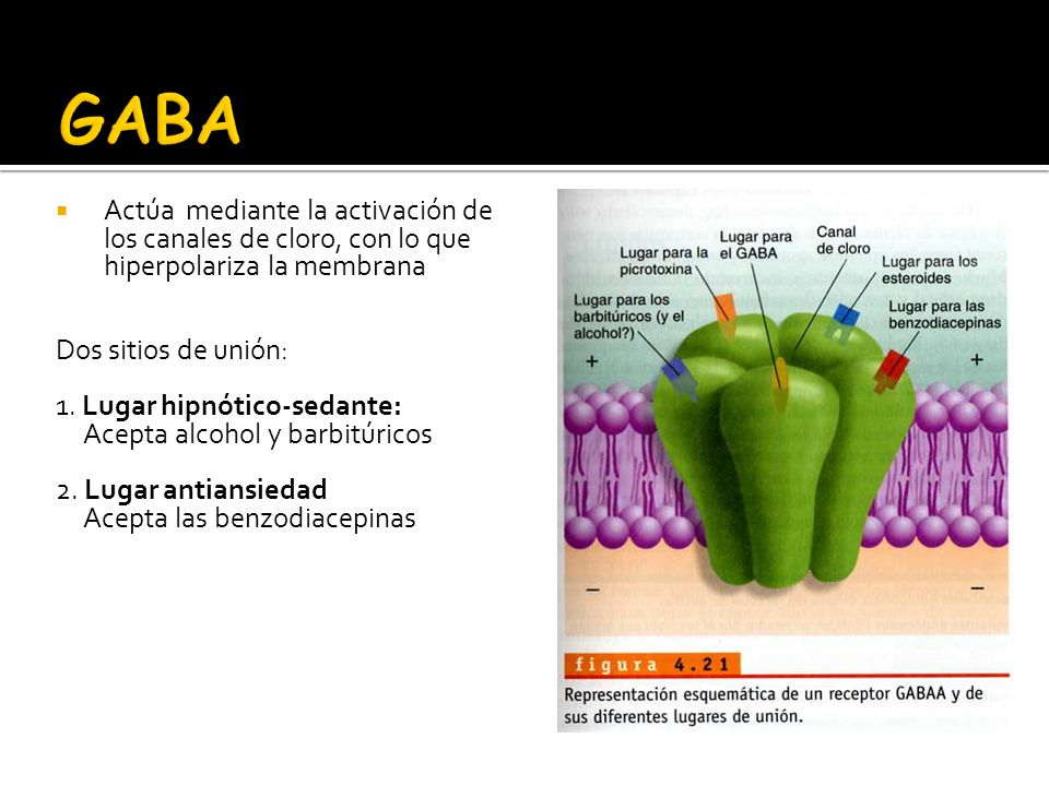 GABA Actúa mediante la activación de los canales de cloro, con lo que hiperpolariza la membrana. Dos sitios de unión: