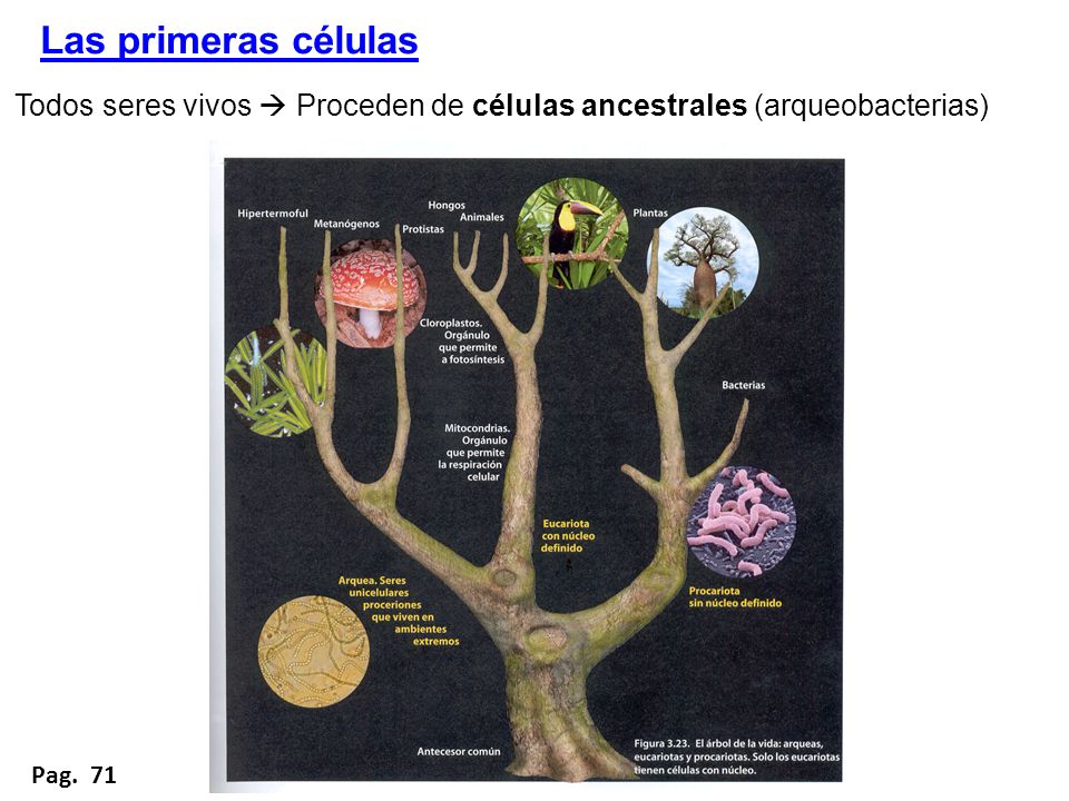 Las primeras células Todos seres vivos  Proceden de células ancestrales (arqueobacterias) Pag. 71