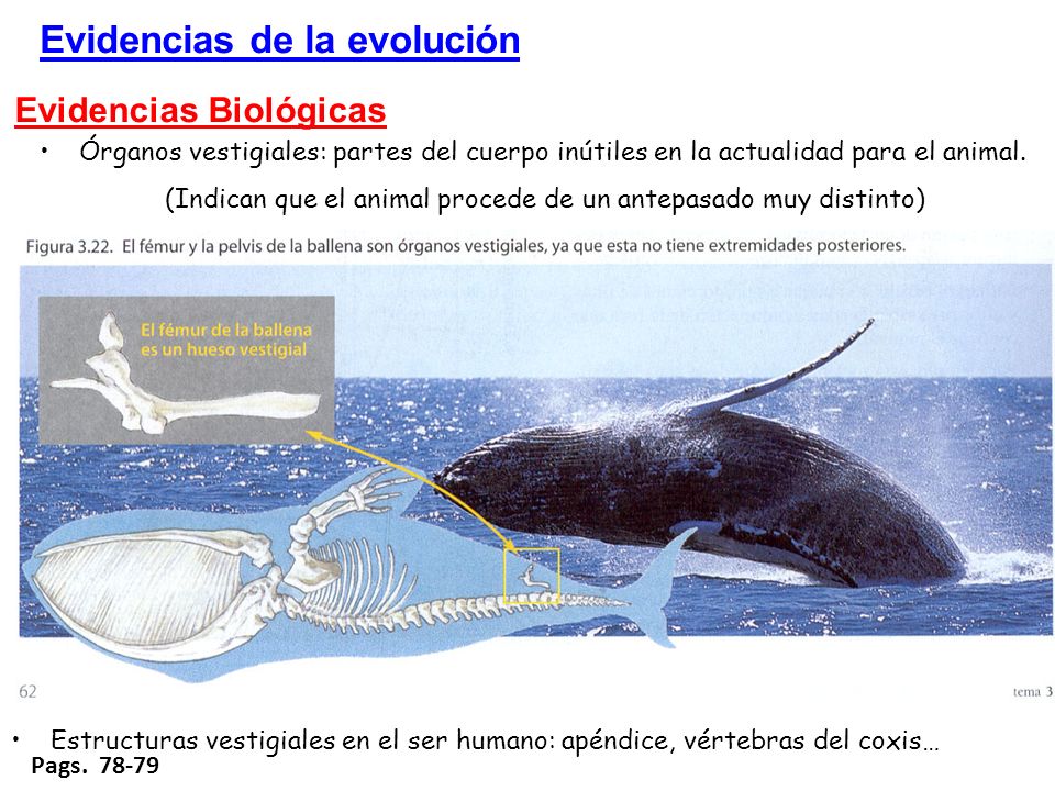 (Indican que el animal procede de un antepasado muy distinto)