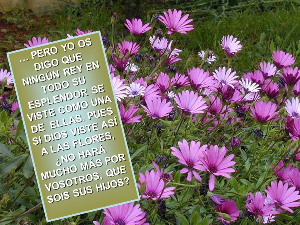 … PERO YO OS DIGO QUE NINGÚN REY EN TODO SU ESPLENDOR SE VISTE COMO UNA DE ELLAS.