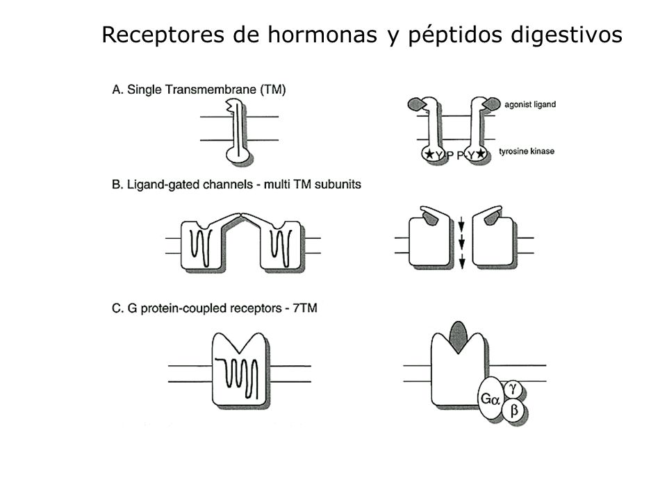 Receptores de hormonas y péptidos digestivos