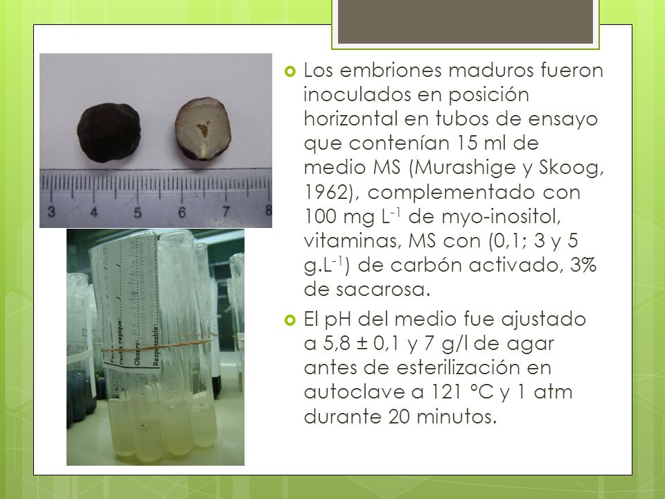 Los embriones maduros fueron inoculados en posición horizontal en tubos de ensayo que contenían 15 ml de medio MS (Murashige y Skoog, 1962), complementado con 100 mg L-1 de myo-inositol, vitaminas, MS con (0,1; 3 y 5 g.L-1) de carbón activado, 3% de sacarosa.