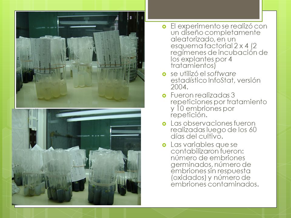 El experimento se realizó con un diseño completamente aleatorizado, en un esquema factorial 2 x 4 (2 regímenes de incubación de los explantes por 4 tratamientos)