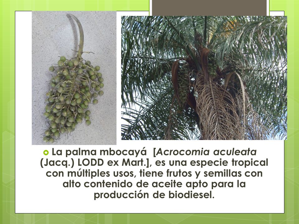 La palma mbocayá [Acrocomia aculeata (Jacq. ) LODD ex Mart