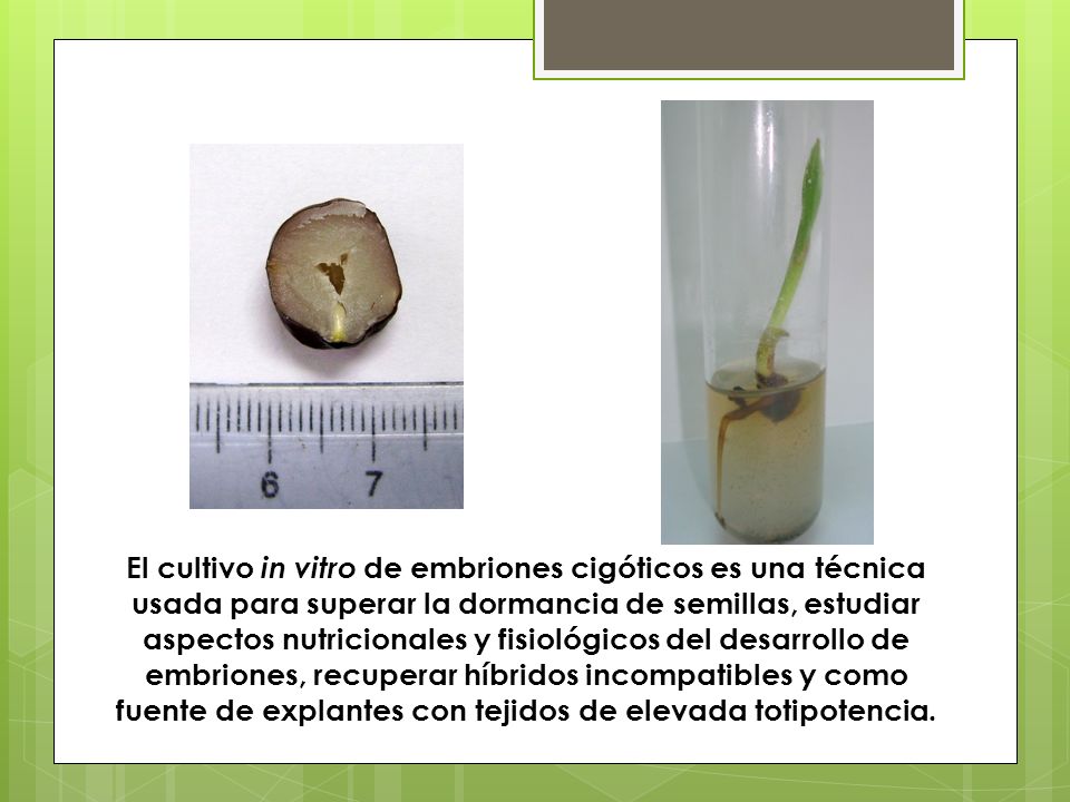 El cultivo in vitro de embriones cigóticos es una técnica usada para superar la dormancia de semillas, estudiar aspectos nutricionales y fisiológicos del desarrollo de embriones, recuperar híbridos incompatibles y como fuente de explantes con tejidos de elevada totipotencia.