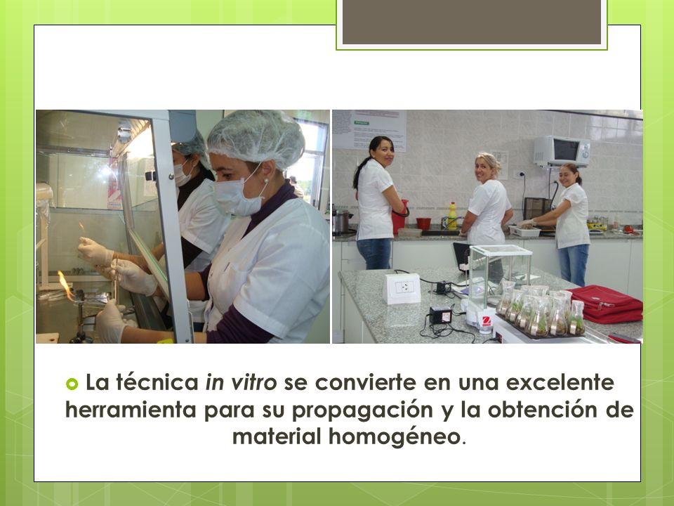 La técnica in vitro se convierte en una excelente herramienta para su propagación y la obtención de material homogéneo.