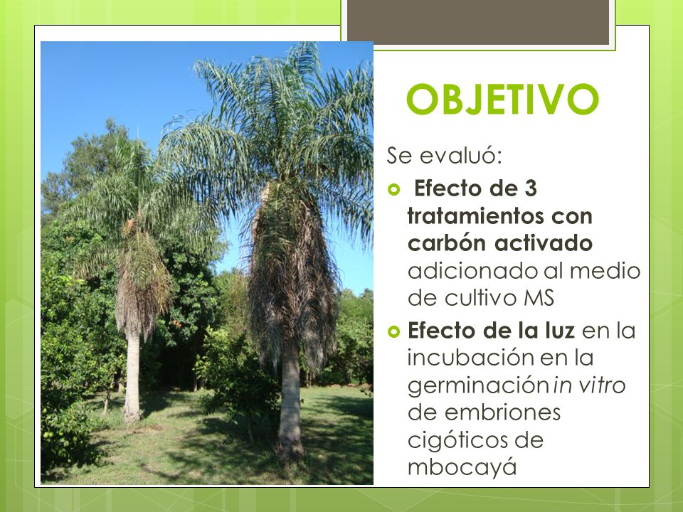 OBJETIVO Se evaluó: Efecto de 3 tratamientos con carbón activado adicionado al medio de cultivo MS.