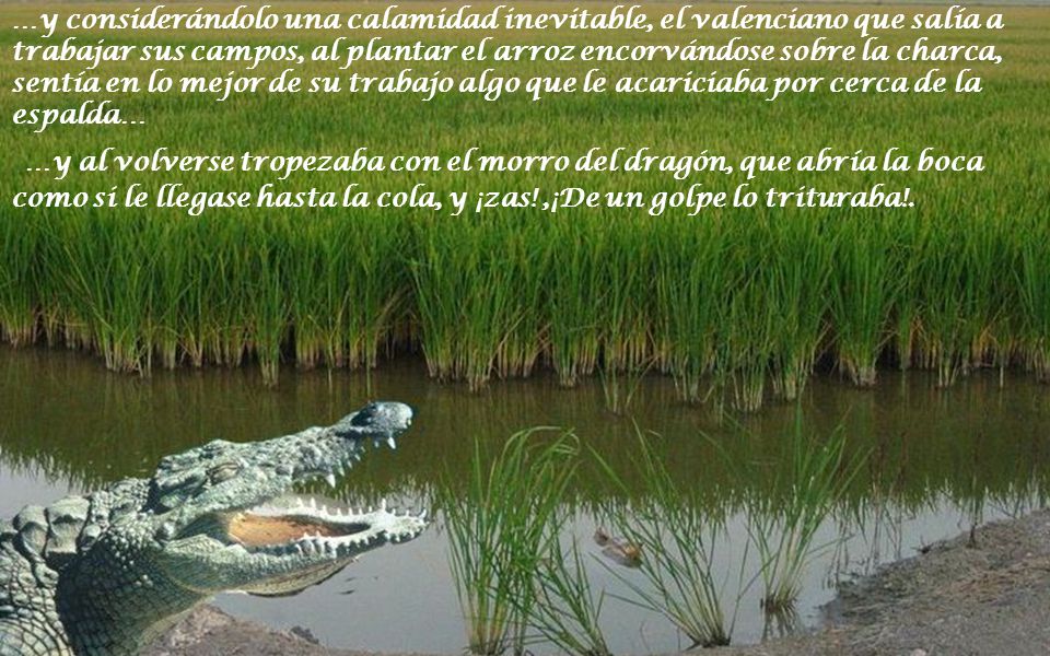 …y considerándolo una calamidad inevitable, el valenciano que salía a trabajar sus campos, al plantar el arroz encorvándose sobre la charca, sentía en lo mejor de su trabajo algo que le acariciaba por cerca de la espalda…