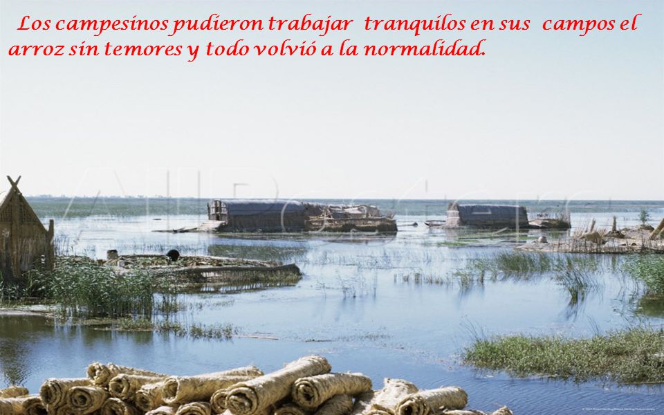 Los campesinos pudieron trabajar tranquilos en sus campos el arroz sin temores y todo volvió a la normalidad.