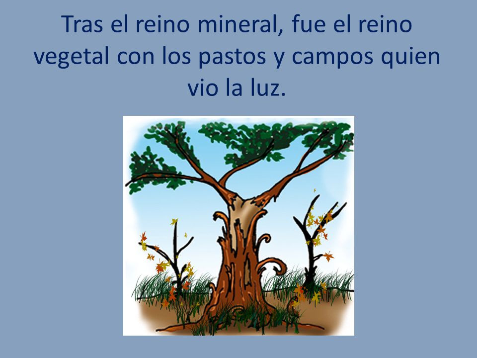 Tras el reino mineral, fue el reino vegetal con los pastos y campos quien vio la luz.