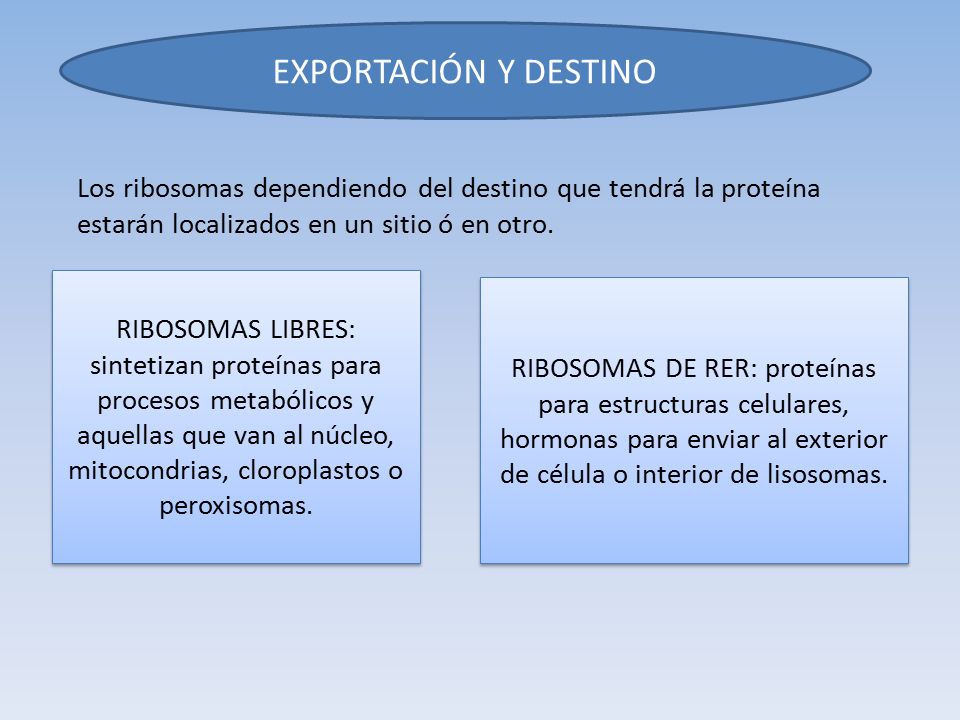 EXPORTACIÓN Y DESTINO Los ribosomas dependiendo del destino que tendrá la proteína estarán localizados en un sitio ó en otro.
