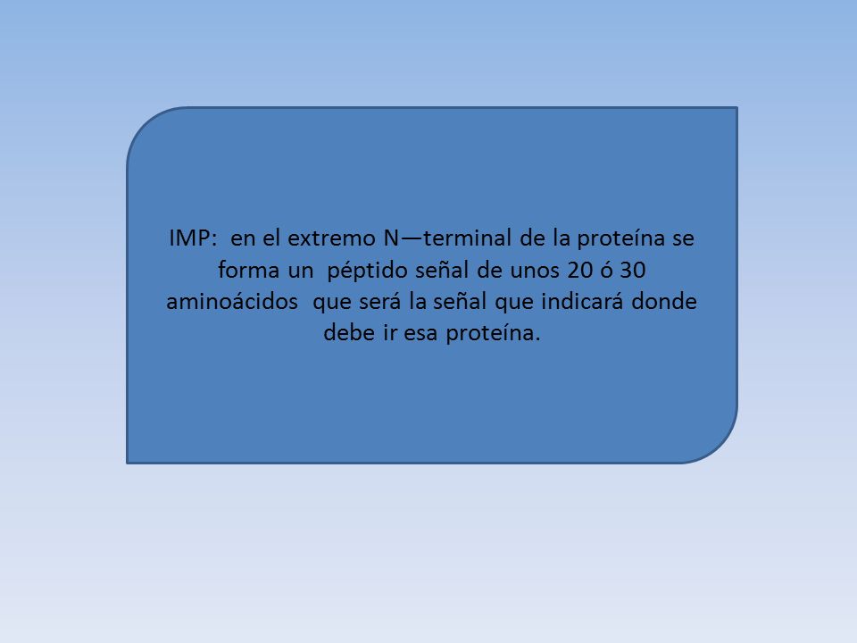 IMP: en el extremo N—terminal de la proteína se forma un péptido señal de unos 20 ó 30 aminoácidos que será la señal que indicará donde debe ir esa proteína.